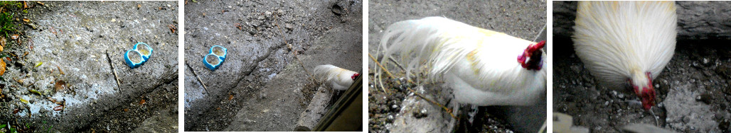Images of Chicken in the rain