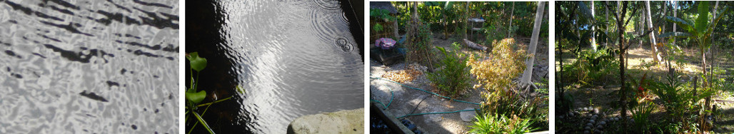 Images of water and dry garden