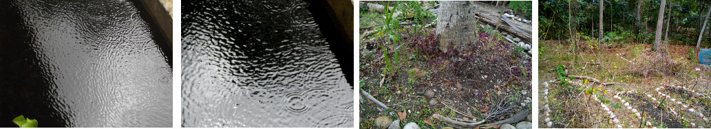Images of few drops of rain and parched tropical garden