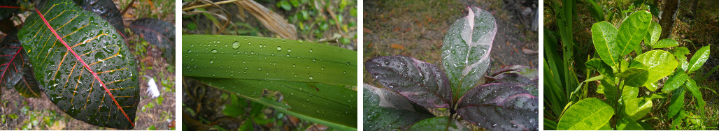 Images of plants in a tropical garden after a few drops
        of rain