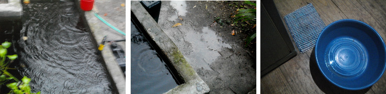 Images of small amount of tropical
        rain