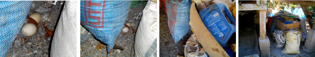 Images of newly laid Muscovy duck eggs hidden
bettween sacks in a tropical garden