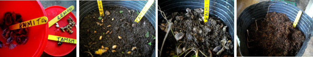 Images of various fruit seeds planted
        in pots
