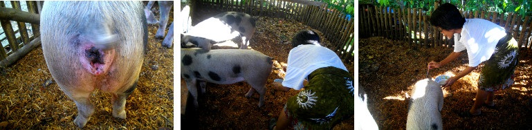 Images of pig's genitals being painted with
antibiotic