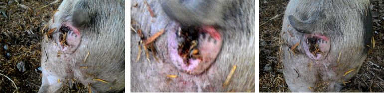Images of genital probem in a pig