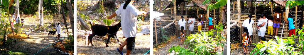 Images of Pinoy family bringing goat
          for insemination