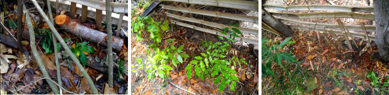 Images of tree curttings sprouting around goat pen to
        form a hegde