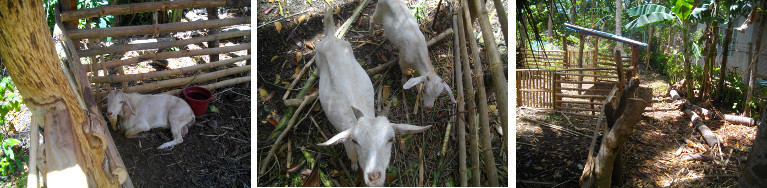 Images of goats and goat pen in
        tropical garden