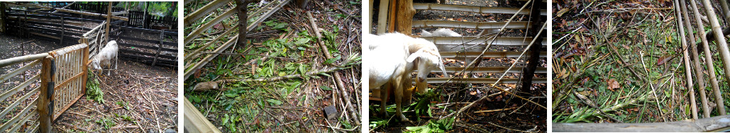 Images of goats in a pen with fodder