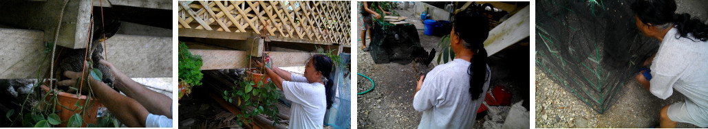 Images of nesting Hen with chicks
        being moved to safer place