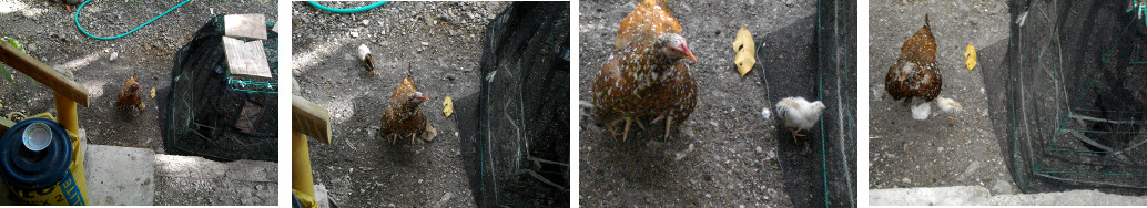 Images of hen with chicks near temporary pen with
        another hen with chicks