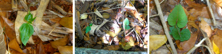 Images of young bean plants in tropical
garden