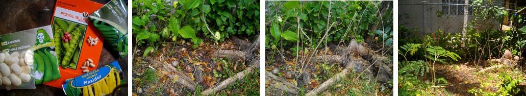 Images of Beans planted in garden