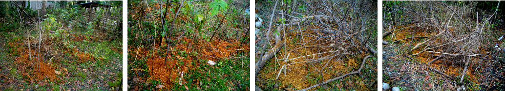 Images of tropical garden plots just planted with
        various vine seeds