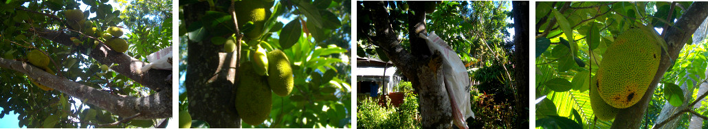 Images of Jack Fruit growing on tree