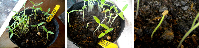 Images of seedlings -possibly chillie