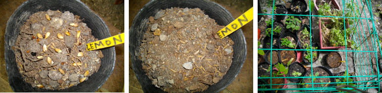 Images of Lemon seeds planted in a
        pot