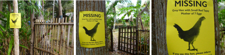 Images of "Missing Hen" poster
