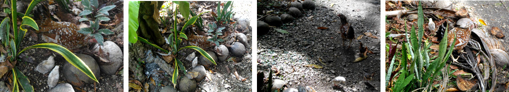 Images of Hen with chicks scratching
        up tropical garden