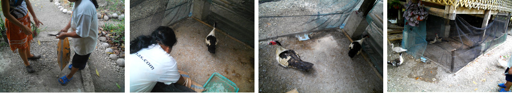 Images of new ducks arriving at
        tropical home garden