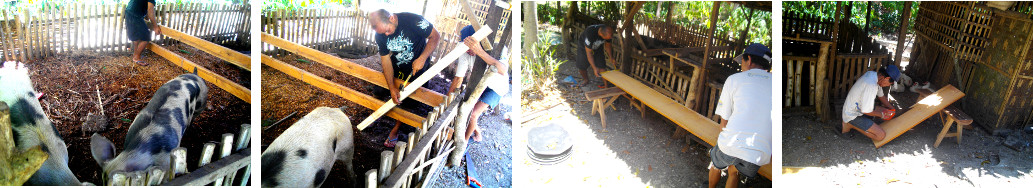 Images of wooden Pig's feeding trough being
            built into wall of pen