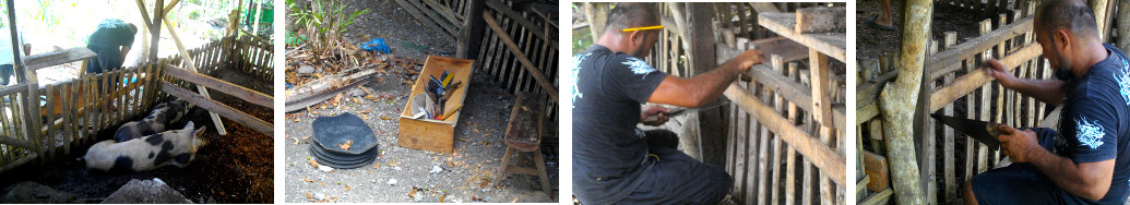 Images of building a wooden feedin trough into a pig
pen wall