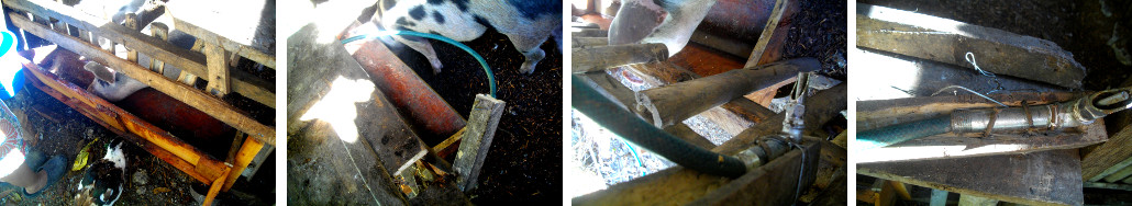 Images of new pig trough and
        demolished nipple drinker