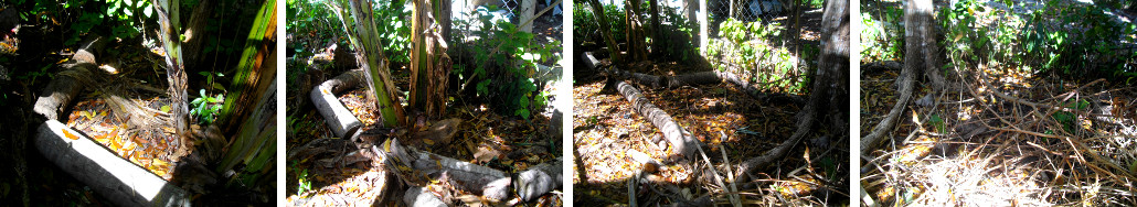Images of tropical garden patch before
        renovation and planting