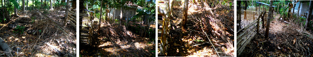 Images of tropical garden area
        during clean up