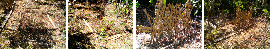 Images of discarded wood in the garden ready for use
to line borders and as support for climbing plants