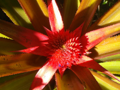 Image of pineapple growing