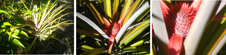 Images of Pineapple plant fruiting