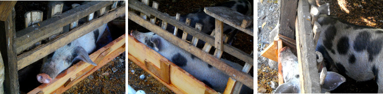 Images of pig lying in feeding trough