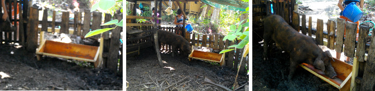 Images of Pig testing new wooden feeding trough built
        into pig pen