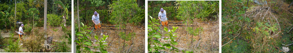 Images of dry tropical garden being watered by hand