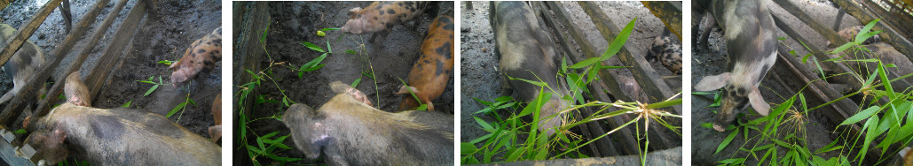 Images of pigs eating bamboo