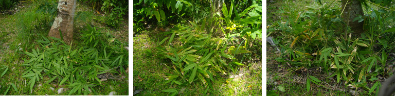 Images of bamboo being composted under coconut tree