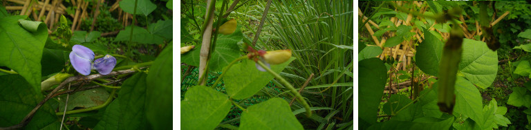 Images of beans growing in tropical
        garden