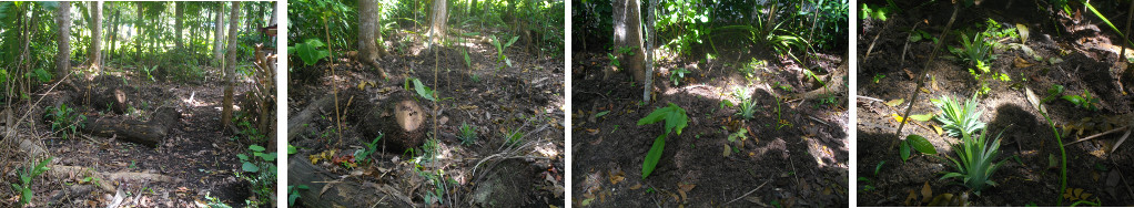 Images of tropical garden patch under development