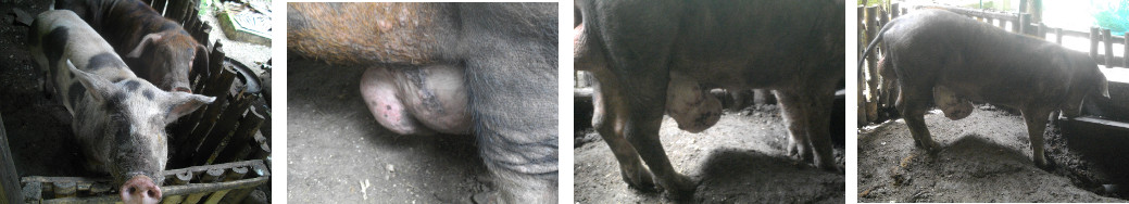 Images of Boar with umbilical hernia
        and tumours