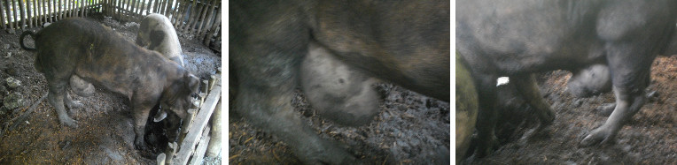 Images of boar with hernia and tumour