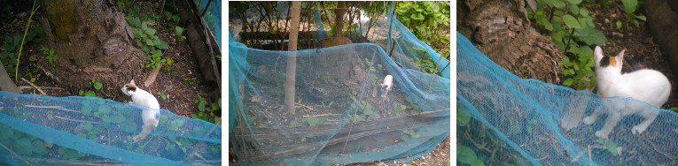 Images ofcat chasing snake in tropical
        garden patch