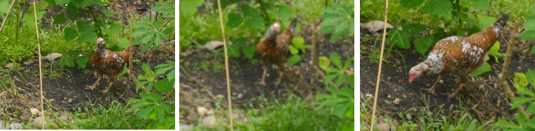 Images of chicken looking for seeds