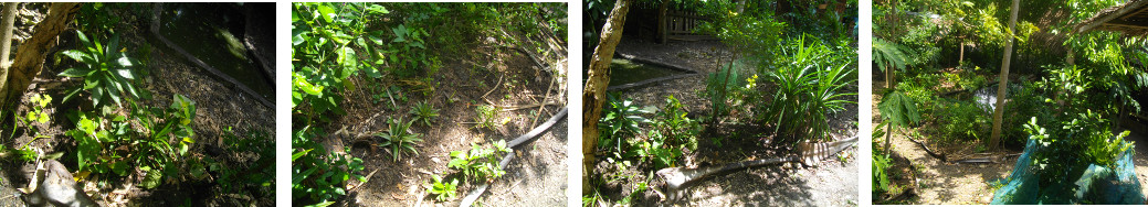 Images of tropical garden area being developed around
        duck pond