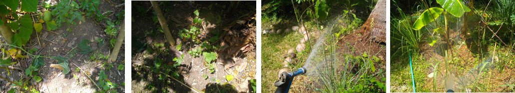 Images of dry tropical garden being
        watered