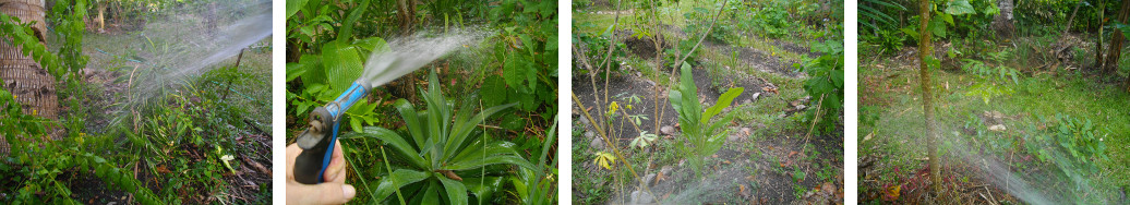 Images of tropical garden being
        watered