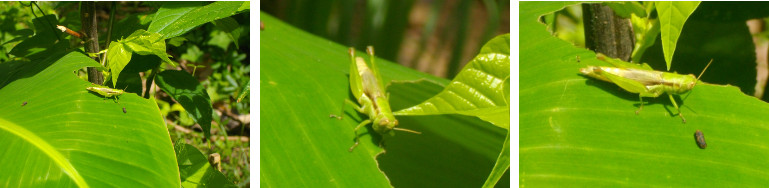 Images of a grasshopper on a banana leaf