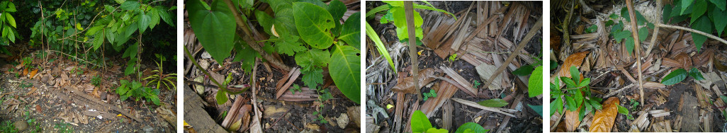 Images of seeds sprouting in cool part of a tropical
        garden