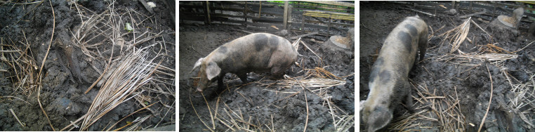 Images of Coconut frond chopped up and used as pig
        fodder and bedding