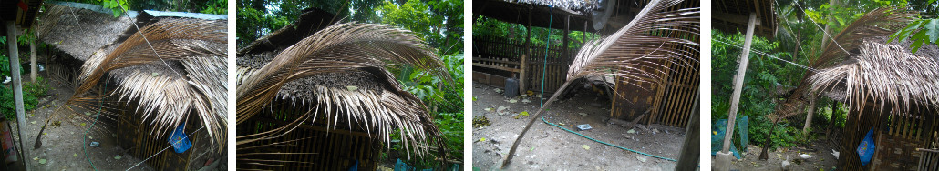 Images of coconut frond fallen on outhouse